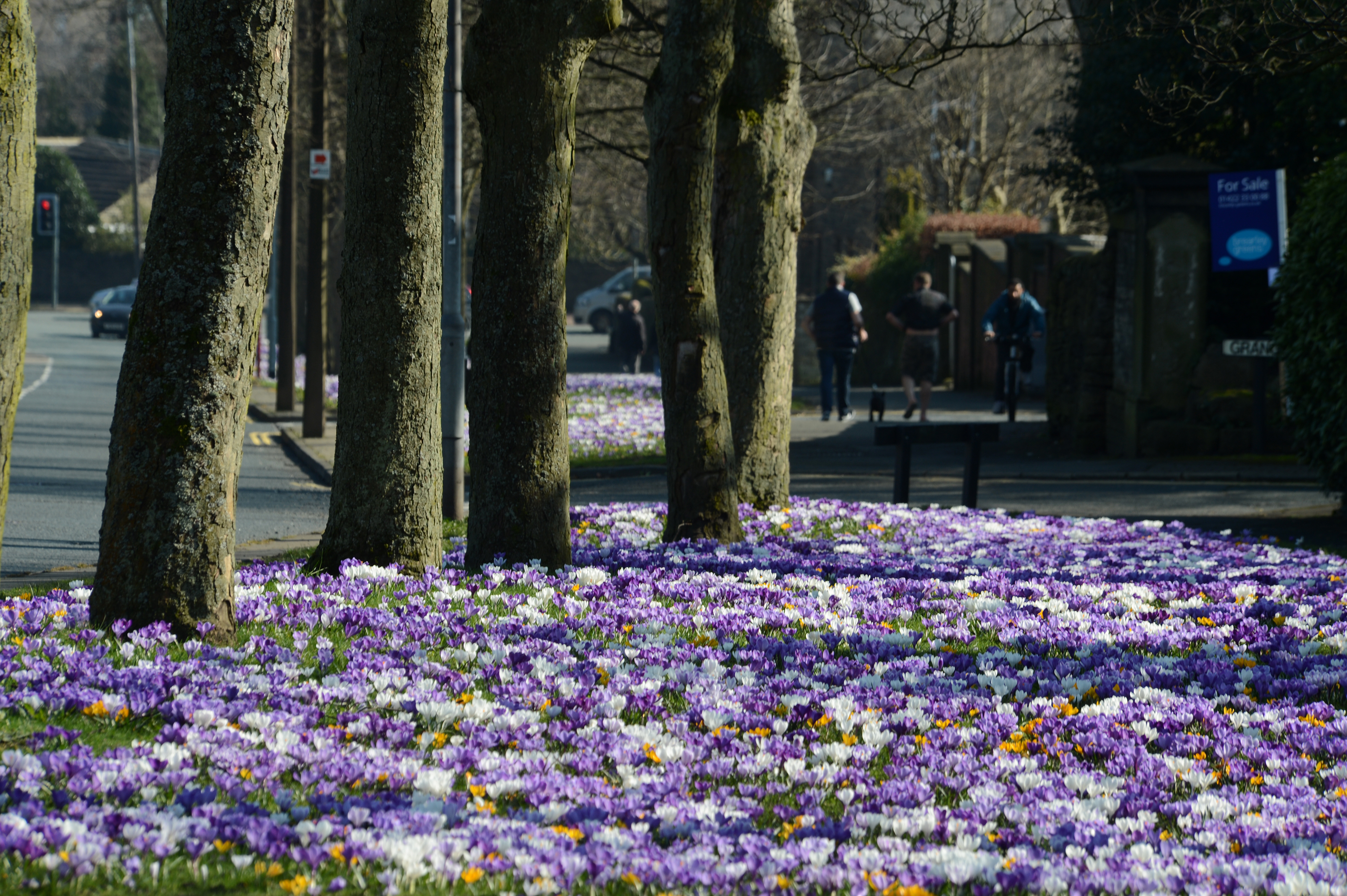 DG173160. Crocus carpet. Savile Park. Halifax. 9.3.14.