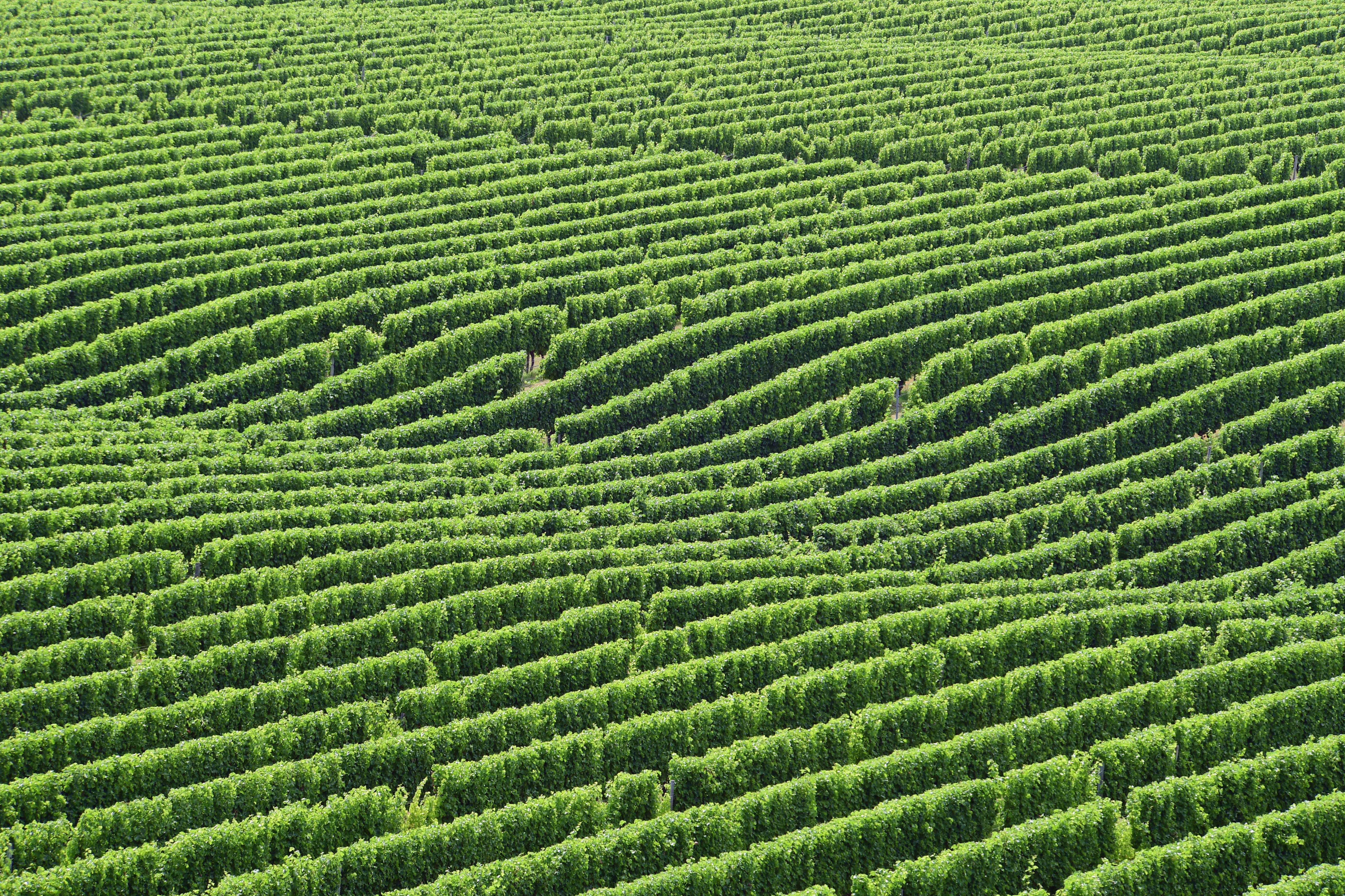 dg316022. brancott estate vineyards. blenheim. new zealand. 11.1.19crop