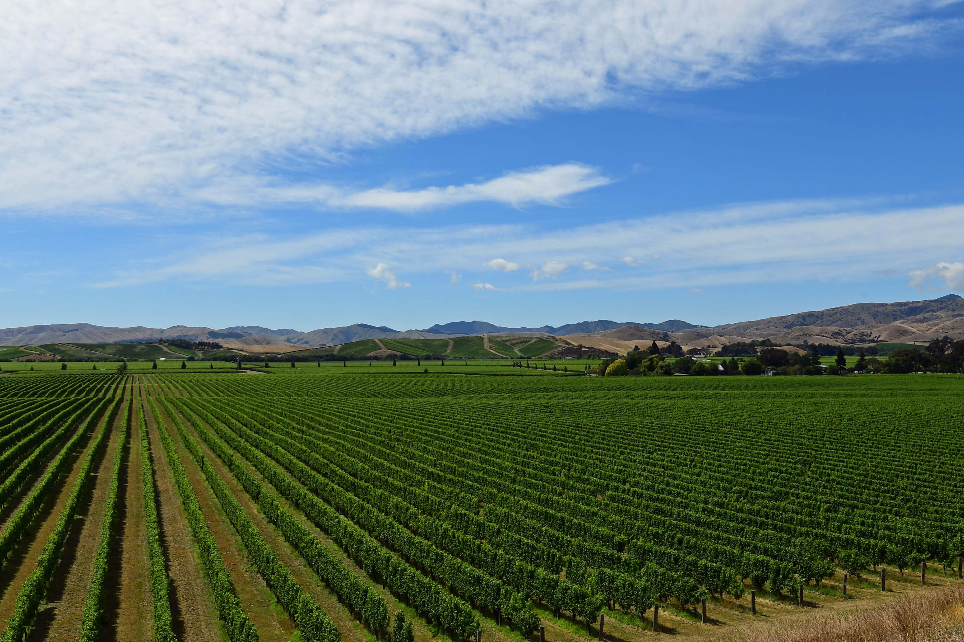 dg316028. brancott estate vineyards. blenheim. new zealand. 11.1.19crop