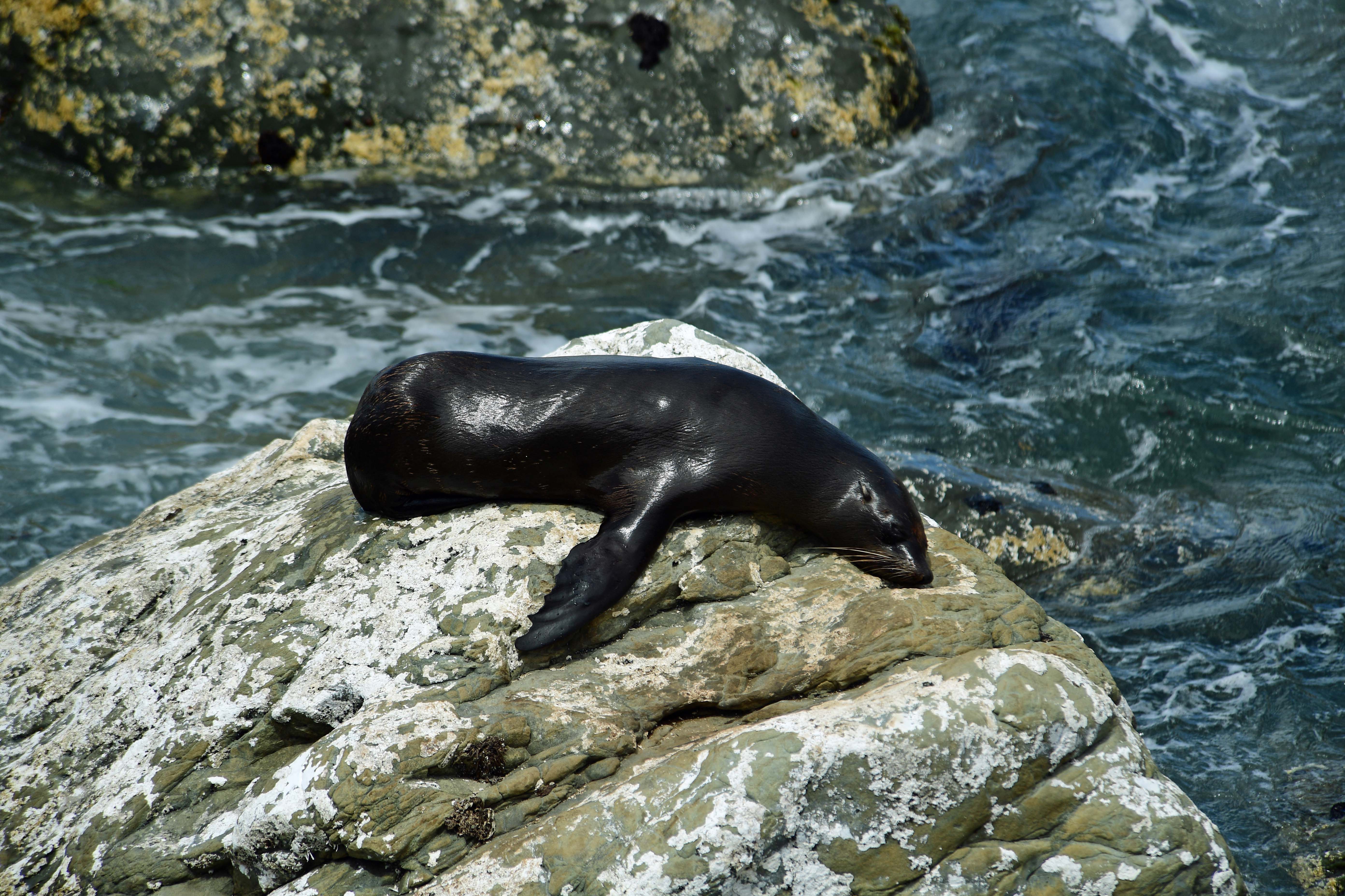 dg316170. seals basking in the suns. ohau. new zealand. 13.1.19crop