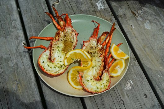dg316197. crayfish from nin's bin. kaikoura. new zealand. 13.1.19crop