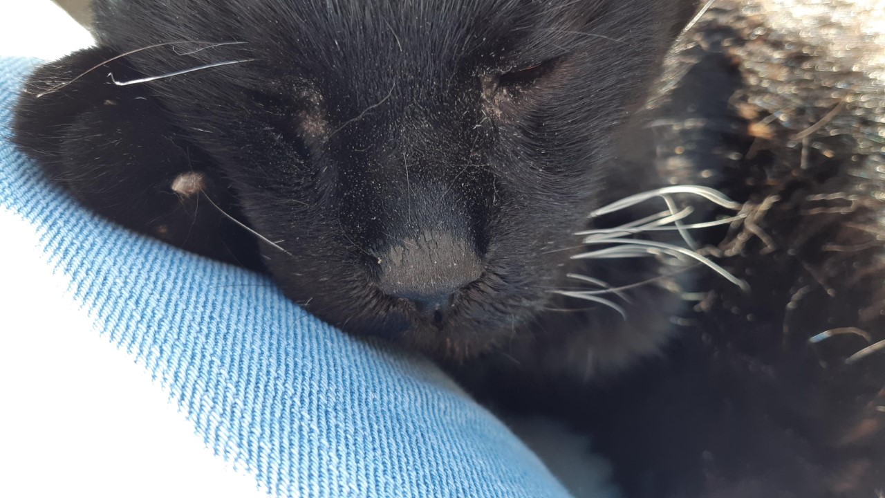 thumbnail_20200525_182229