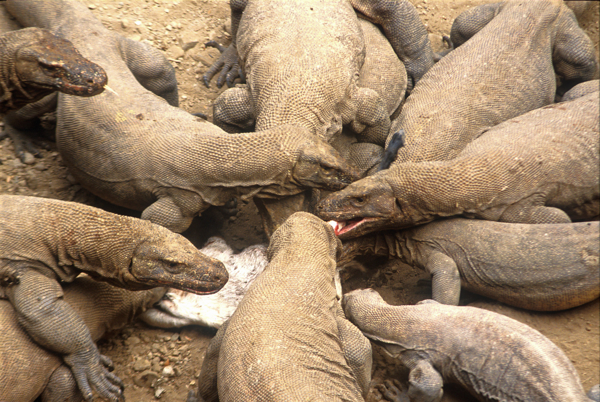 T4047. Komodo Dragons. Komodo. Indonesia. 1992.crop