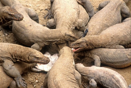 T4047. Komodo Dragons. Komodo. Indonesia. 1992.crop