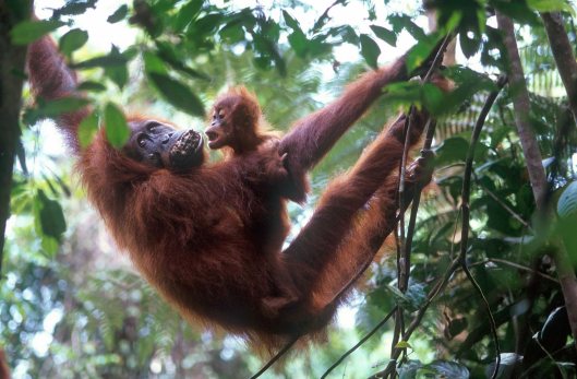 T7665. Orang-Utans. Bukit Lawang. Sumatra. Indonesia. 1992.crop